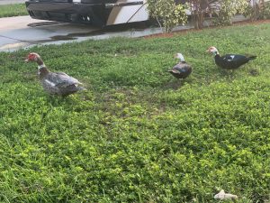ducks at bay bayou